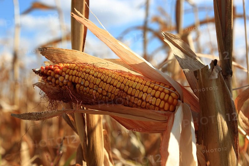 Romania, near Giurgiu in the south of the country, maize ripe for the corn corn cob harvest, Europe