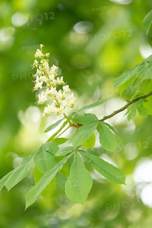Chestnut tree (Castanea) upright white flower with green leaf, background bokeh in green and white, blurred, Dortmund, Germany, Europe