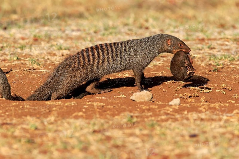 Zebra mongoose (Mungos mungo), adult with young, neck bite, mother carrying young, Kruger National Park, Kruger National Park, South Africa, Africa