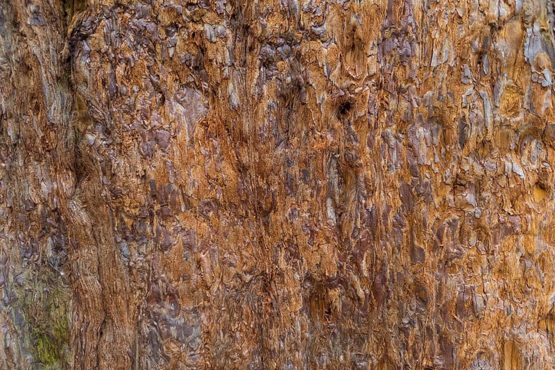 Sequoia bark (Sequoioideae), tree bark, tree trunk, nature, tree, plant, old, structure, texture