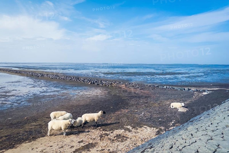 Sheep on the dyke, Rantum Basin, cycle tour, tourism, travel, North Sea, island, Sylt, Germany, Europe
