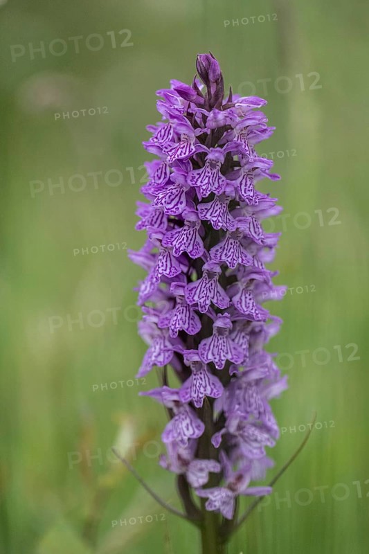 Southern marsh orchid (Dactylorhiza praetermissa), Emsland, Lower Saxony, Germany, Europe