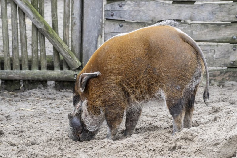 Red river hog (Potamochoerus porcus) Emmen Zoo, Netherlands