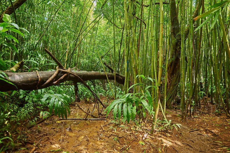 Landscape of Rainforest at the Lulumahu trail to the Lulumahu falls, Honolulu Watershed Forest Reserve, Hawaiian Island Oahu, O?ahu, Hawaii, Aloha State, United States, North America