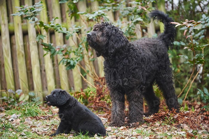 Close-up of a labradoodle mother with puppy on a meadow in winter, Germany, Europe