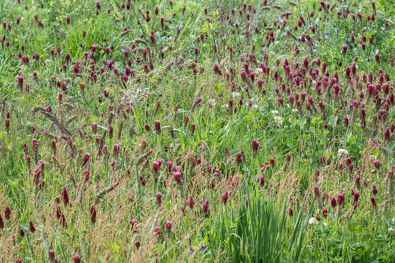Incarnate clover (Trifolium incarnatum) and white clover (Trifolium repens), Emsland, Lower Saxony, Germany, Europe