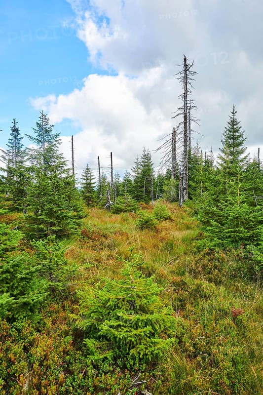 Vegetation with Norway spruce (Picea abies) and colored European blueberry (Vaccinium myrtillus) on Mount Lusen in late summer, Bavarian Forest, Bavaria, Germany, Europe
