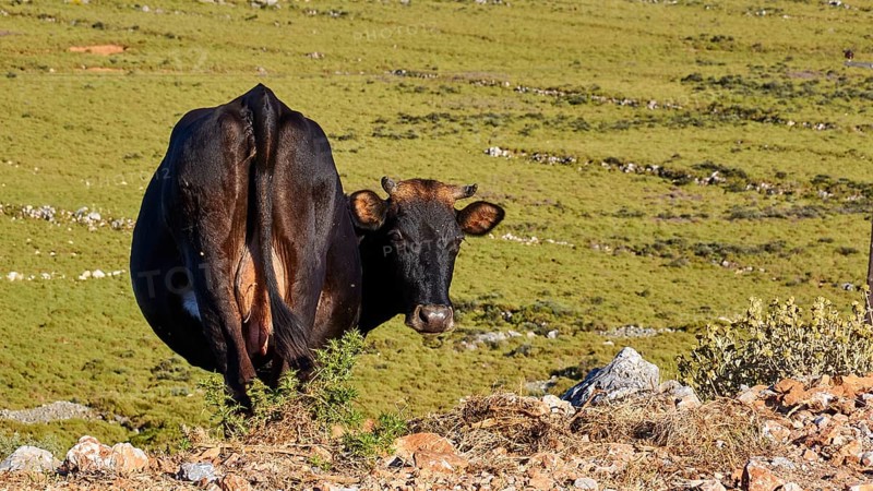 A cow on a green meadow in front of a mountain panorama under a blue sky, farm animals, Mani Peninsula, Peloponnese, Greece, Europe