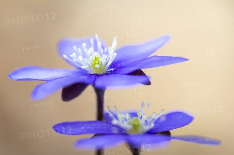 Three-lobed liverwort (Hepatica nobilis), Ranunculaceae, Fridingen, Upper Danube nature park Park, Baden-Württemberg, Germany, Europe
