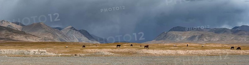 Herd of horses on a plateau, Ak Shyrak Mountains, near Kumtor, Kara-Say, Tian Shan, Kyrgyzstan, Asia
