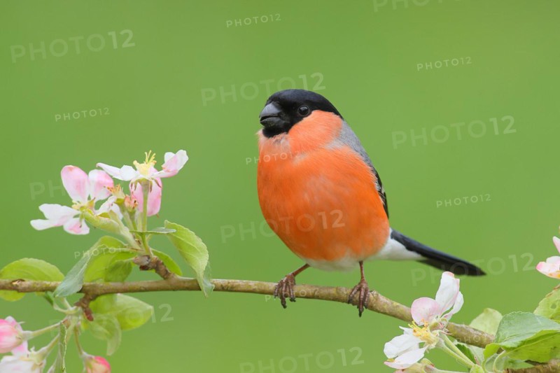 Eurasian bullfinch (Pyrrhula pyrrhula) male sitting on a branch with apple blossoms, bullfinch, songbird, birds, wildlife, Siegerland, North Rhine-Westphalia, Germany, Europe