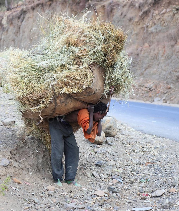 In the highlands between Mekele and Lalibela, farmer carries his cut grain home on his back, Ethiopia, Africa