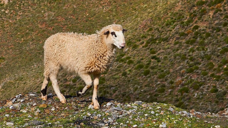 A sheep stands on a grassy hill in a green landscape, sheep (e) or goat (n), ovis, caprae, Crete, Greek Islands, Greece, Europe