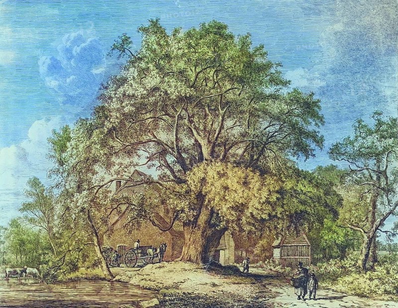 Famous old trees, The Wych elm at Bagot's Mill, England, Historical, digitally restored reproduction from a 19th century original, coloured, Record date not stated