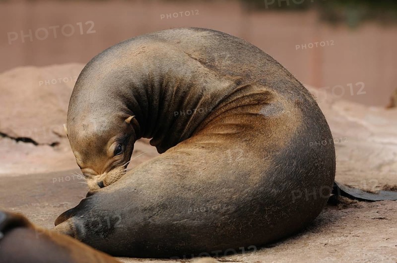 A brown sea lion lies curled up on a rock. The surroundings appear calm and natural, California sea lion (Zalophus californianus), captive
