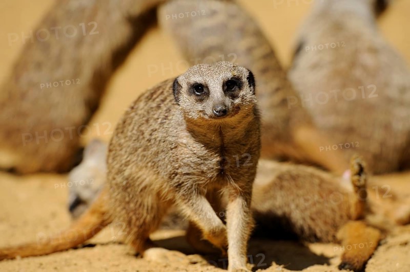 A group of meerkats on sandy ground. The foremost animal appears alert and lively, meerkat (Suricata suricatta), captive