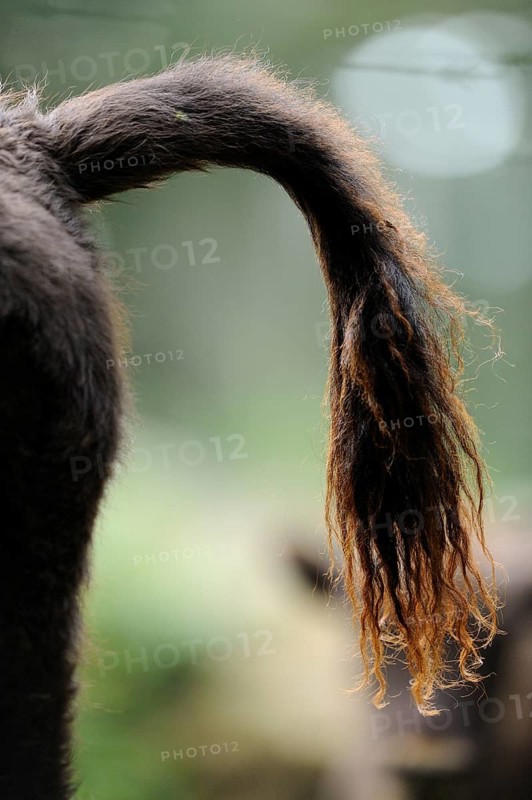 Close-up of the tail of a bison in the forest, showing the structure of the fur, bison (Bos bonasus), Bavarian Forest National Park