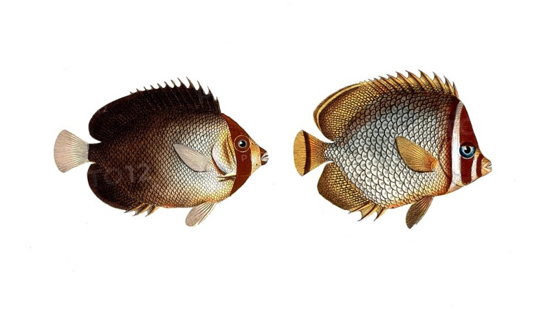 Fish, fishes, left: genus butterflyfish, butterflyfish, Chaetodon mesoleucus, the mulatto, The Mulatto. right: genus butterflyfish, Chaetodon collare, the collar, Historic, digitally restored reproduction from a 19th century original, Record date not stated
