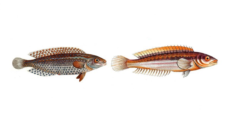 Fish, Pisces, Laprus guttatus, dripped wrasse, dropped wrasse and genus of wrasse, Labrus Julius, Coris julis, Mediterranean rainbow wrasse, Historical, digitally restored reproduction from a 19th century original, Record date not stated