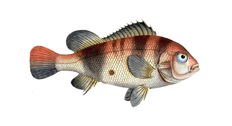 Fish, Fish, Fish genus from the snapper family Lutjanus surinamensis, Historical, digitally restored reproduction from a 19th century original, Record date not stated