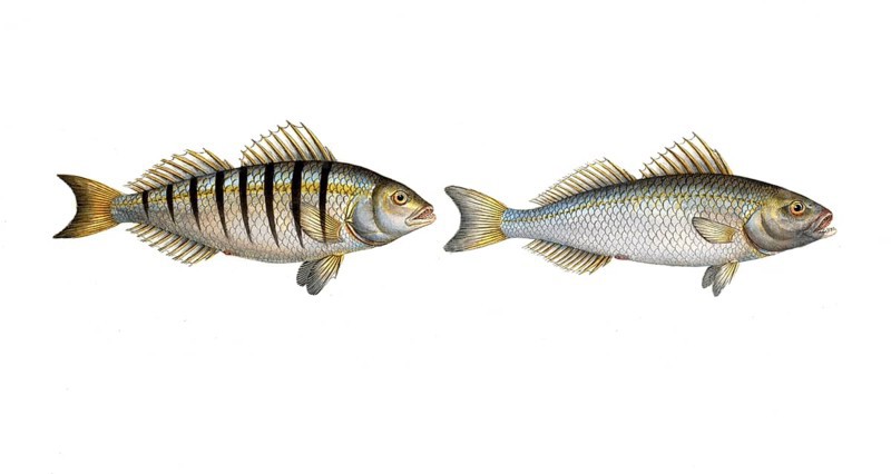 Fish, fishes, left: Genus from the umber family, Sciaena Coro, the Coro, the Coro. right: Genus from the umber family, Sciaena mauritii, the Moritzian Umber, The Guaru, Historic, digitally restored reproduction from a 19th century original, Record date not stated