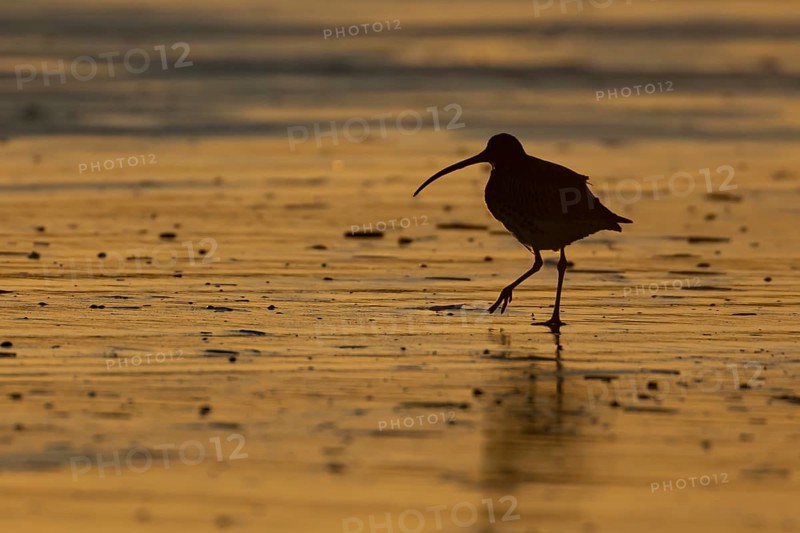 Eurasian curlew (Numenius arquata) silhouette of an adult bird walking on a beach at sunset, Norfolk, England, United Kingdom, Europe