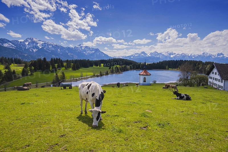 Cows on the pasture, Hergratsrieder See, Alps, near Füssen, Ostallgäu, Allgäu, Bavaria, Germany, Europe