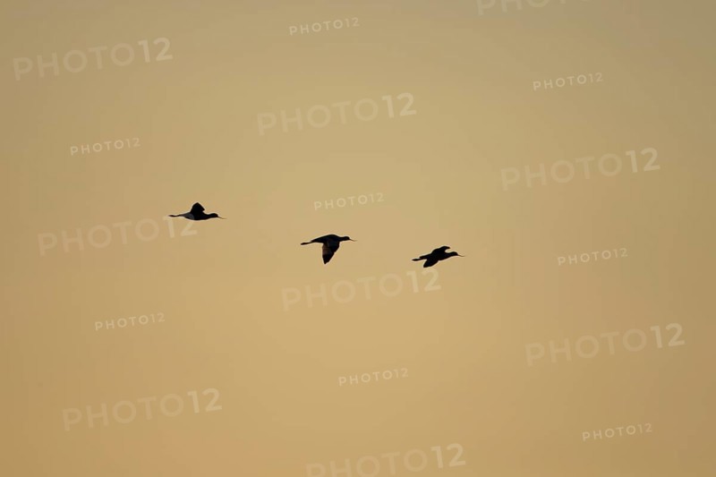 Pied avocet (Recurvirostra avosetta) silhouette of three adult wading birds in flight at sunset, England, United Kingdom, Europe