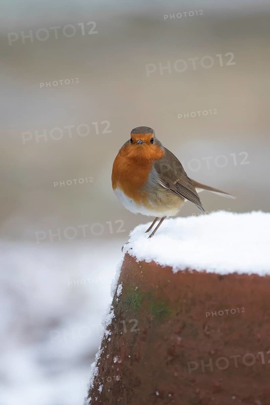 European robin (Erithacus rubecula) adult bird on a snow covered garden plant pot in the winter, England, United Kingdom, Europe