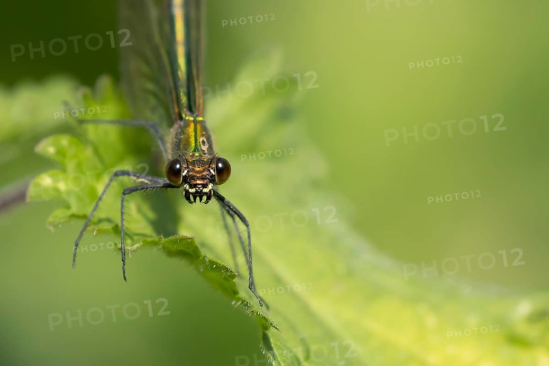 Banded demoiselle damselfly (Calopteryx splendens) adult female insect on a Nettle plant leaf in the summer, England, United Kingdom, Europe