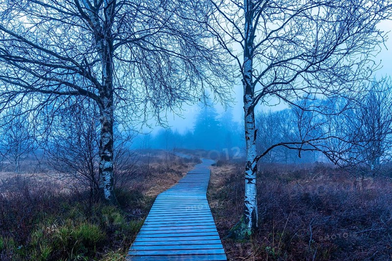 The High Fens nature park Park, in the German-Belgian border region near Eupen, winter, fog, wooden plank paths south of the N67, near Ternell, Eupen, Belgium, Europe
