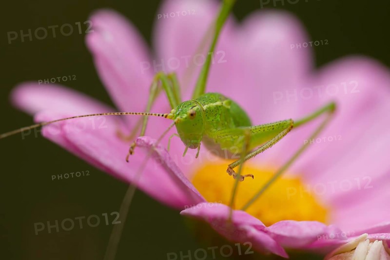 Speckled bush cricket (Leptophyes punctatissima) adult insect on a garden flower in the summer, England, United Kingdom, Europe