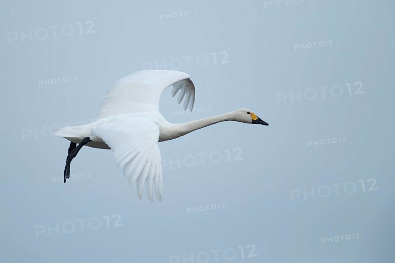 Bewick's swan (Cygnus columbianus) adult bird flying on approach to land, England, United Kingdom, Europe
