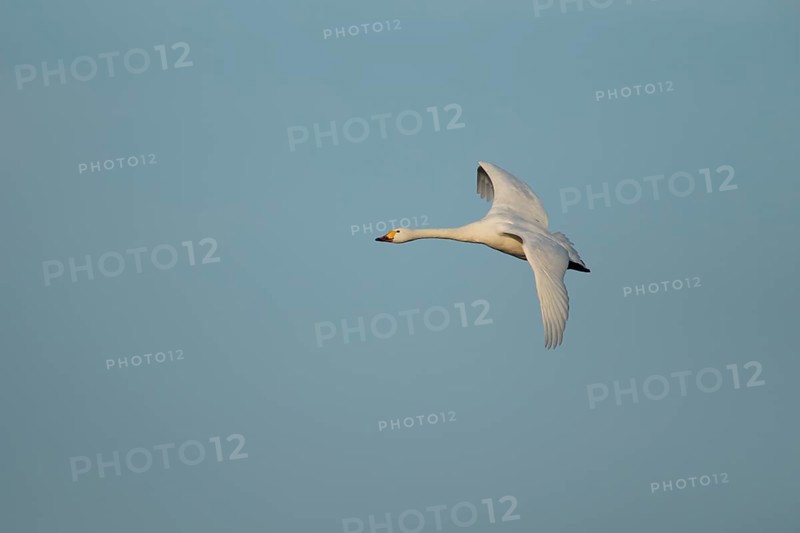 Bewick's swan (Cygnus columbianus) adult bird flying, England, United Kingdom, Europe