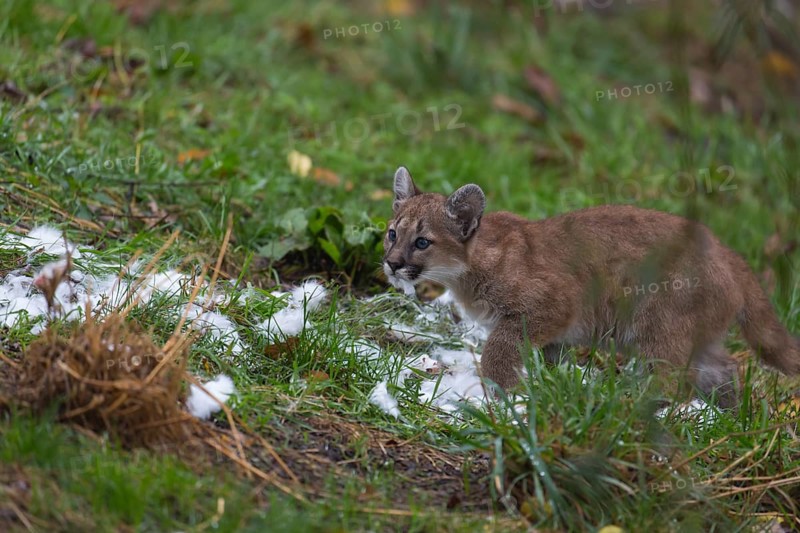 One cougar kitten, Puma concolor, walking over green grass with the white feathers lying around