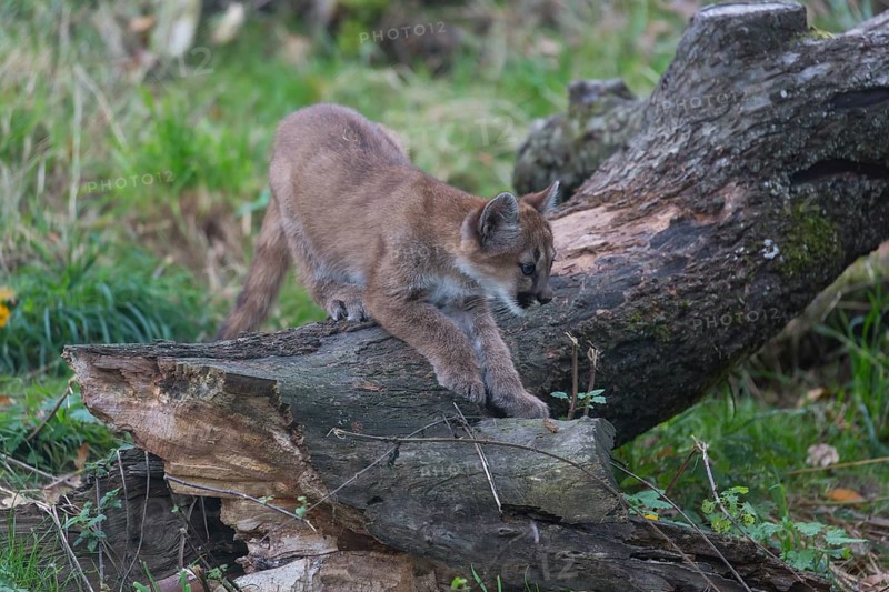 One cougar kitten, Puma concolor, standing on a log with some green vegetation in the background