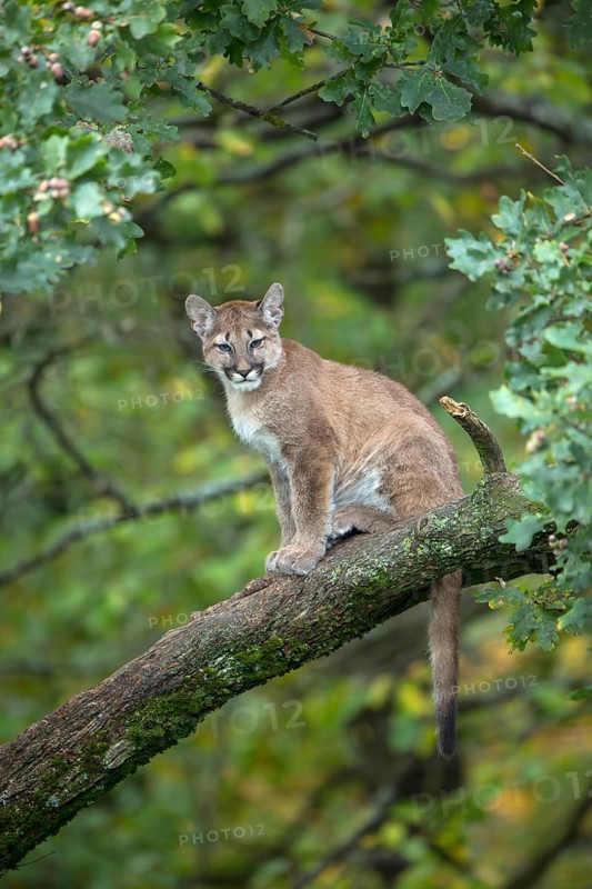 One young cougar, Puma concolor, sitting on a big branch high up in an oak tree