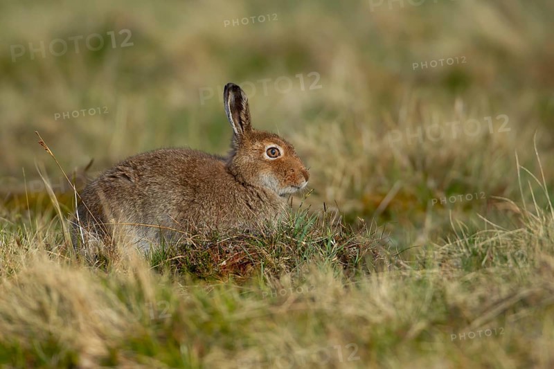 Mountain hare (Lepus timidus) adult animal in its summer coat resting on a hillside, Cairngorm mountains, Scotland, United Kingdom, Europe