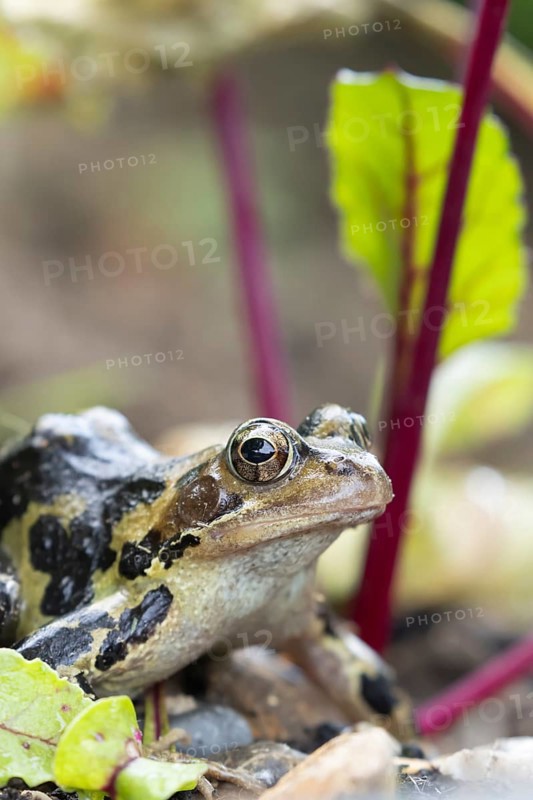 Common frog (Rana temporaria) adult amphibian in a garden vegetable border of Beetroot in summer, England, United Kingdom, Europe