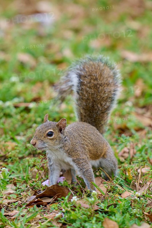 Grey Squirrel (Sciurus carolinensis), on meadow, springtime, Florida, USA, North America