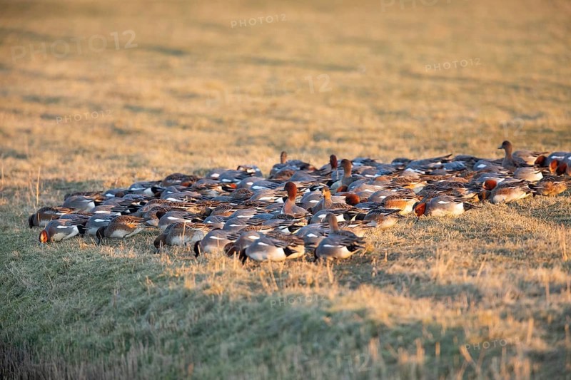 Eurasian Wigeon, (Mareca penelope) birds feeding on grass on a meadow in winter, Texel, Holland