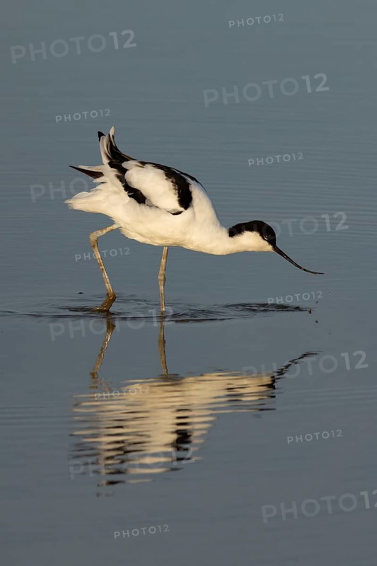 Pied avocet (Recurvirostra avosetta) adult wading bird feeding in a shallow lagoon, Norfolk, England, United Kingdom, Europe