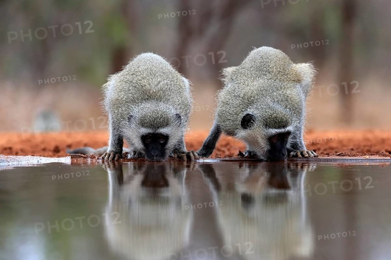 Vervet Monkey (Chlorocebus pygerythrus), adult, two animals, drinking, at the water, Kruger National Park, Kruger National Park, Kruger National Park South Africa