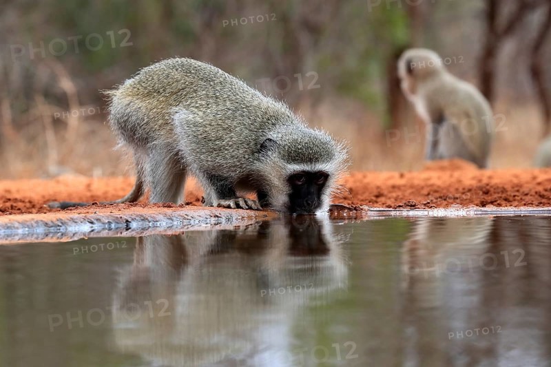 Vervet Monkey (Chlorocebus pygerythrus), adult, drinking, at the water, Kruger National Park, Kruger National Park, Kruger National Park South Africa