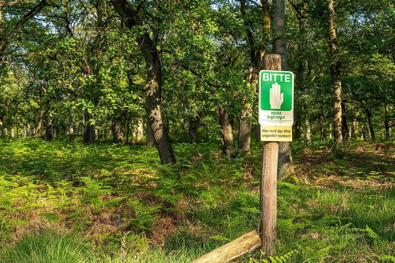 Diersfordter Wald, north of Wesel, nature park with oak and beech forests, glacial sand dunes, heathland, moorland, evidence of resting areas for wildlife, North Rhine-Westphalia, Germany, Europe