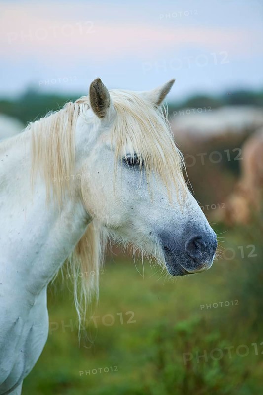 Close-up of a white Camargue horse with flowing mane in green surroundings, Camargue, France, Europe