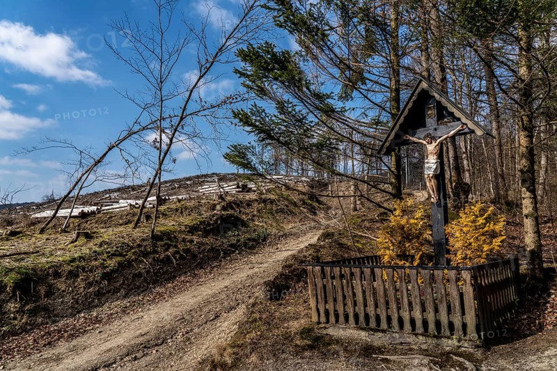 Cleared forest area north of the village of Öventrop, district of Arnsberg, dead spruce stands were felled, dead trees due to bark beetle infestation, Arnsberg Forest, North Rhine-Westphalia, Germany, Europe