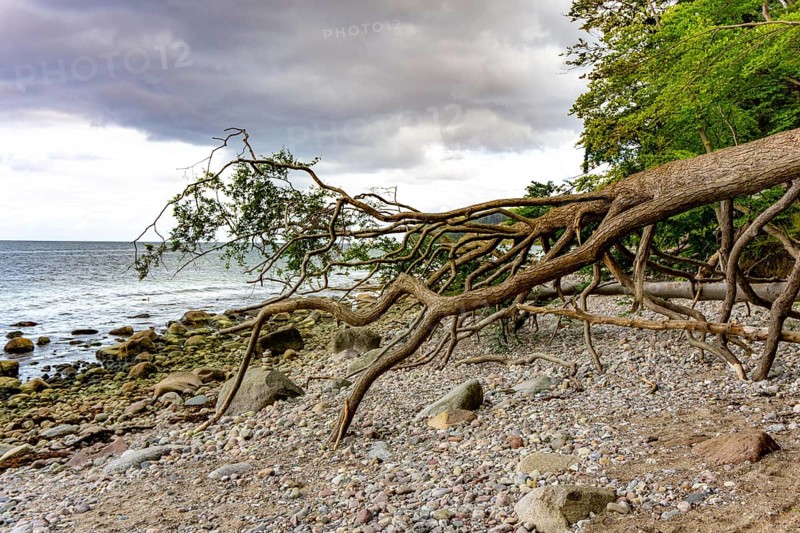 The Hochuferwanderweg from Baabe via Sellin to Binz, through dense beech forest, along the cliffs, with many views of the Baltic Sea, here the section shortly after Sellin on the way to Binz, detour to the beach, Mecklenburg-Vorpommern, Germany, Europe