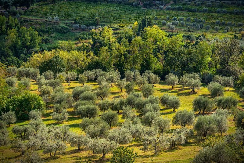 Hilly landscape, cypress (Cupressus), olive, olive tree (Olea europaea), sunlight, San Gimignano, tourism, Tuscany, Italy, Europe
