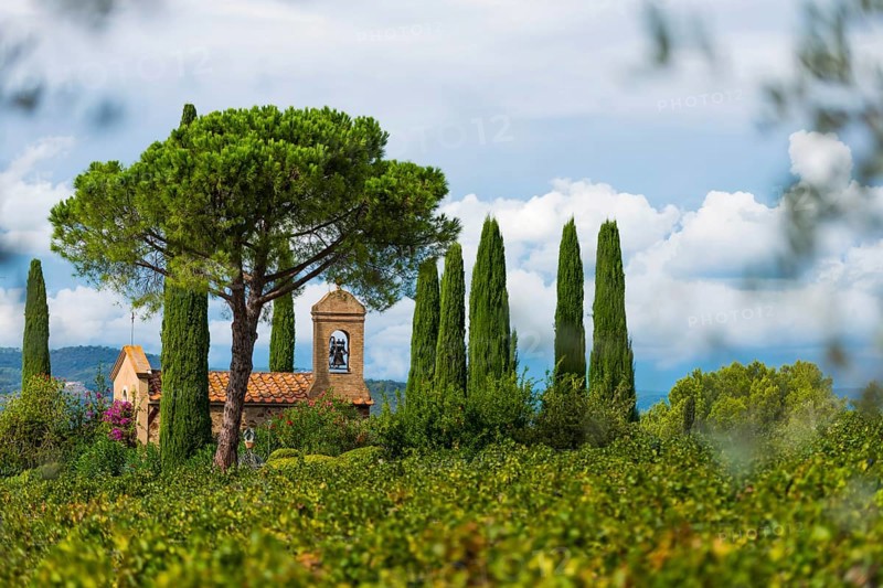 Vine, viticulture, agriculture, agribusiness, winegrower, wine, red wine, plantation, Suvereto, Tuscany, Italy, Europe